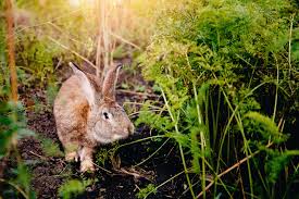I'm often asked, can rabbits eat flowers? 6 Ways To Prevent Rabbits From Gobbling Up Your Garden