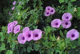 Image result for Ipomoea coptica
