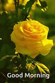 We hope that these good morning flower wishes, images for friends, love, and family will help you to express your feelings. Yellow Rose Gif Gifs Tenor