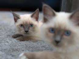 Siamese cats are among the most popular feline breeds. Blue Point Siamese Cat 5 Types Revealed