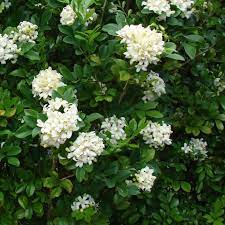Murraya paniculata, commonly known as orange jasmine, orange jessamine, china box or mock orange, is a species of shrub or small tree in the family rutaceae and is native to south asia, southeast asia and australia. Murraya Paniculata
