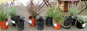 Check spelling or type a new query. How Did I Kill My Lavender Gardenista
