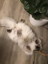 Ragdoll Cat In 2020 Ragdoll Cat Cats Pretty Cats