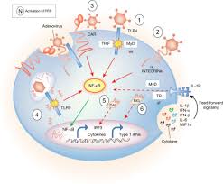 Adenovirus (adv) vectors have a number of positive and negative attributes. Adenovirus Immunity X Marks The Spot Molecular Therapy
