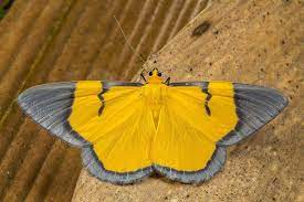 Celerena Signata Beautiful Butterflies Caterpillar Insect Butterfly Artwork