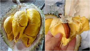 7 jenis durian paling enak dan mahal jenis durian enak, lezat seta cepat berbuah menjadi incaran banyak orang untuk. Tai Babi Sampai J Queen Ini 4 Jenis Durian Yang Bisa Dibanderol Jutaan Rupiah Per Biji Boombastis