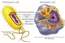 Eukaryotic Cells Have A True Nucleus Bound By A Double Membrane Prokaryotic Cells Have No Nucleus Prokaryotic Cell Eukaryotic Cell Cell Parts And Functions