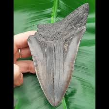 Berühmt ist er durch sein gewaltiges gebiss mit seinen riesigen zähnen, mit denen er einen stehenden erwachsenen hätte verschlingen können. 13 8cm Sehr Grosser Haizahn Des Megalodon Hai