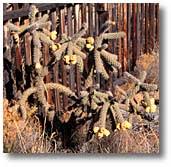 The process involved on how to kill cactus is entirely different than most removal methods. Cholla Cactus Desertusa