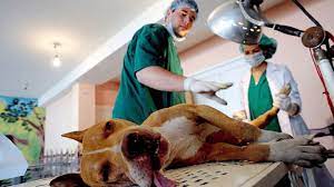 Clinica Veterinaria En Ciudad Cuauhtemoc Hospital Veterinario Cumbres