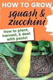 Maybe you would like to learn more about one of these? How To Grow Summer Squash Zucchini Growing Squash Easy Vegetables To Grow Zucchini