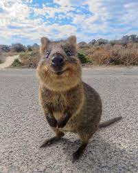 This Is The Australian Quokka The Happiest Animal On Earth 1 2 3 Or 4 Which One Is Your Favorite Follow Roa Happy Animals Cute Little Animals Quokka