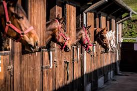 Vă recomandăm 10 pensiuni cu piscine incredibile, care vă oferă o priveliște exotică de poveste. Echitatie Conacul Archia