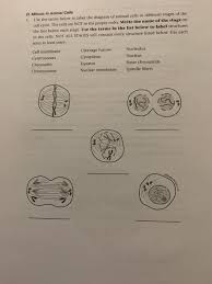 What is involved in cell division in animal cells. D Mitosis In Animal Cells 1 Use The Terms Below To Chegg Com