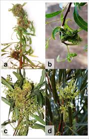 Image result for Searsia lancea