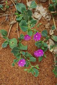 Image result for Lophiocarpus tenuissimus