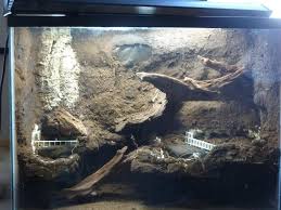 Pin On Tiger Paludarium