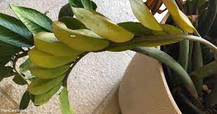 A Zz Plant With Yellow Leaves Learn Why Zz Plant Care Zz Plant Plants