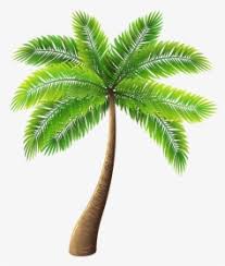 Transparent background remover tool will remove the selected color on image instantly with 5% fuzz. Palm Trees Png Images Free Transparent Palm Trees Download Kindpng