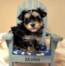* by clicking submit, i am authorizing my next puppy llc & its affiliated companies to: Small Breed Designer Dogs Hybrids And Crossbred Dogs A Guide