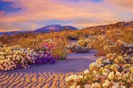 Among other things, people come to see the anza borrego flowers. When The Desert Blooms Jstor Daily