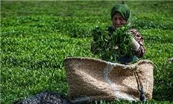 برداشت 74 هزار تن برگ سبز چای از باغ‌های گیلان و مازندران ...