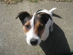 Contrary to its tough appearance, the stafford is a gentle, loyal, and highly affectionate dog breed. Common Jack Russell Problem Behaviors And How To Fix Them Pethelpful By Fellow Animal Lovers And Experts