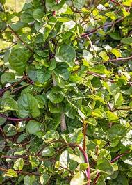 Image result for Basella paniculata