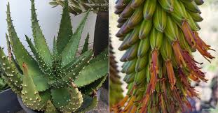 Image result for Aloe aculeata × ortholopha