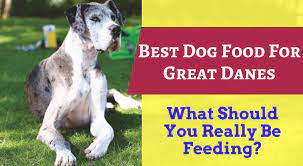 Maybe you would like to learn more about one of these? Great Dane Puppy Food Talk What Is The Best Food For Great Danes 2021