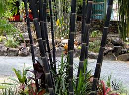 With these 26 bamboo fencing ideas we'll gladly show you some beautiful examples and possibilities. Java Black Bamboo Bamboo South Coast