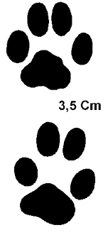 Empreintes De Chat Sauvage Empreinte Chat Pierre Et Le Loup Chats Sauvages