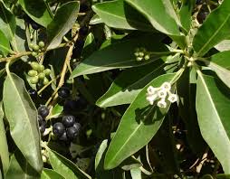 Image result for Cestrum