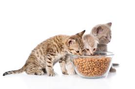 You can monitor appetite at least partially when you feed them wet food as a specific meal at a set time of day. Now S The Time To Cease Free Feeding Cats Two Crazy Cat Ladies