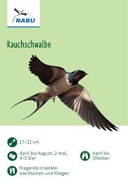 Rauchschwalbe Nabu Vogeltrainer Rauchschwalbe Vogel Im Garten Schwalbe
