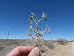 Image result for Melolobium