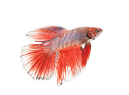 How Can I Play With My Betta Fish
