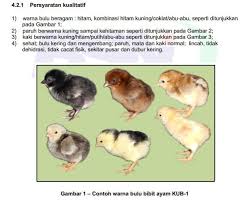 Jika ayam itu menetas anak ayam dalam mimpimu, ini adalah pertanda datangnya acara yang menyenangkan. Sumber Unggas Indonesia Photos Facebook