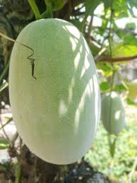Kundur m (genitive singular kunds, nominative plural kundar). Buah Kundur In English Kahanan