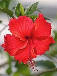 Red Hibiscus Beautiful Flowers Hibiscus Pretty Flowers