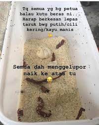 Cara yang paing mudah sebenarnya adalah. Tips Nak Halau Kutu Beras Viral Muafakat Johor Facebook