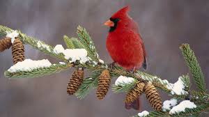 Winter Cardinals Wallpapers Wallpaper Cave