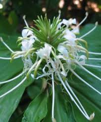 Image result for Siphonochilus kirkii - yellow-flowered form