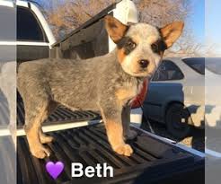 17 to 20 inches at shoulder. View Ad Australian Cattle Dog Litter Of Puppies For Sale Near Washington Toppenish Usa Adn 168426