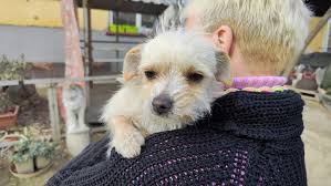 Gegen Tierelend in Ungarn e.V. (@gegen.tierelend.in.ungarn) • Instagram  photos and videos