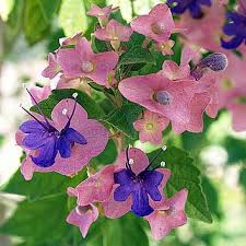 Image result for Karomia speciosa