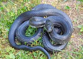 How often does a black snake eat? Eastern Ratsnake