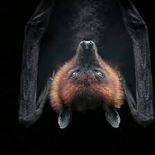 Most species in the united states homeowners should never attempt to remove a live bat in an attic. Attic Bats Modern Love Utne Reader