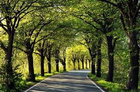 We did not find results for: Green Way Forests Nature Background Wallpapers On Desktop Nexus Image 1431622
