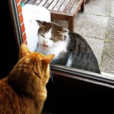 Butter Is In A Bad Mood Today Oh Yeah We Found Out That Sylvester The Stray Cat Actually Has A Home And A Kittens Photogr Cat Day Kitten Eyes Cat Life